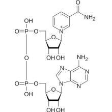 NAD+ Molecule