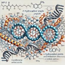 NIP-2 Peptide