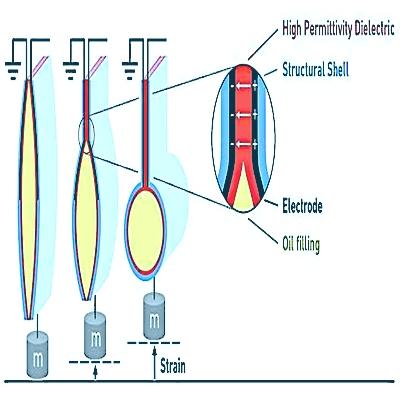 diagram of article muscle stages of contraction